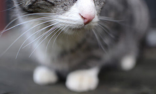 班凯罗在焦点战证明自己，吉林队横扫森林狼